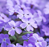 Aubrieta deltoidea (Purple Rockcress)