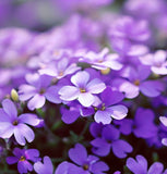 Aubrieta deltoidea (Purple Rockcress)