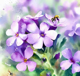 Aubrieta deltoidea (Purple Rockcress)