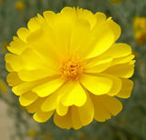 BAILEYA multiradiata Desert Marigold