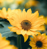 BALSAMORHIZA sagittata (Arrowleaf Balsamroot)