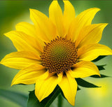 BALSAMORHIZA sagittata (Arrowleaf Balsamroot)