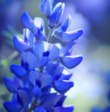 BAPTISIA australis (Blue Wild Indigo)