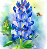 BAPTISIA australis (Blue Wild Indigo)