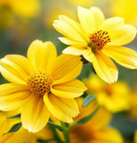 BIDENS aristosa (Tickseed Sunflower)