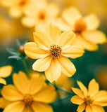 BIDENS aristosa Tickseed Sunflower