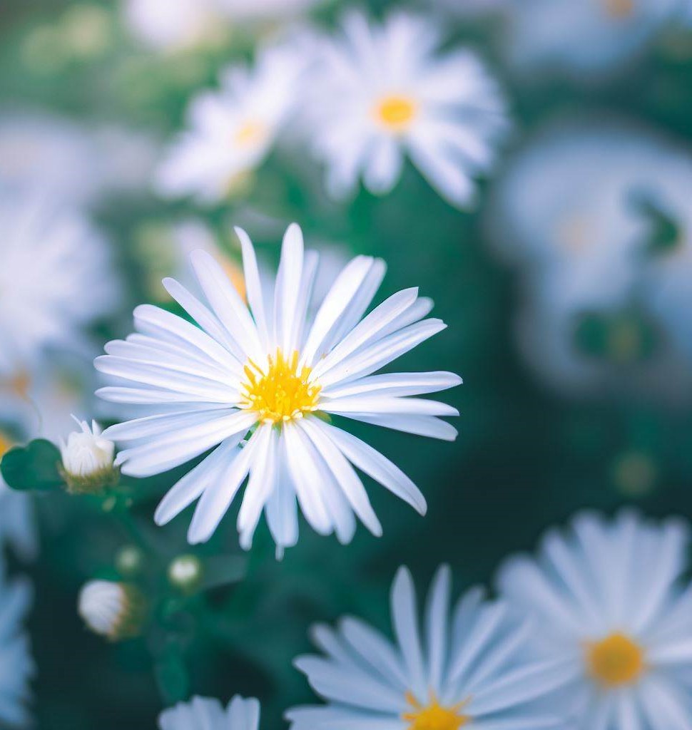 False Aster BOLTONIA asteroides (False Aster) – MySeedsCo