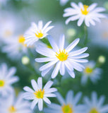 BOLTONIA asteroides (False Aster)