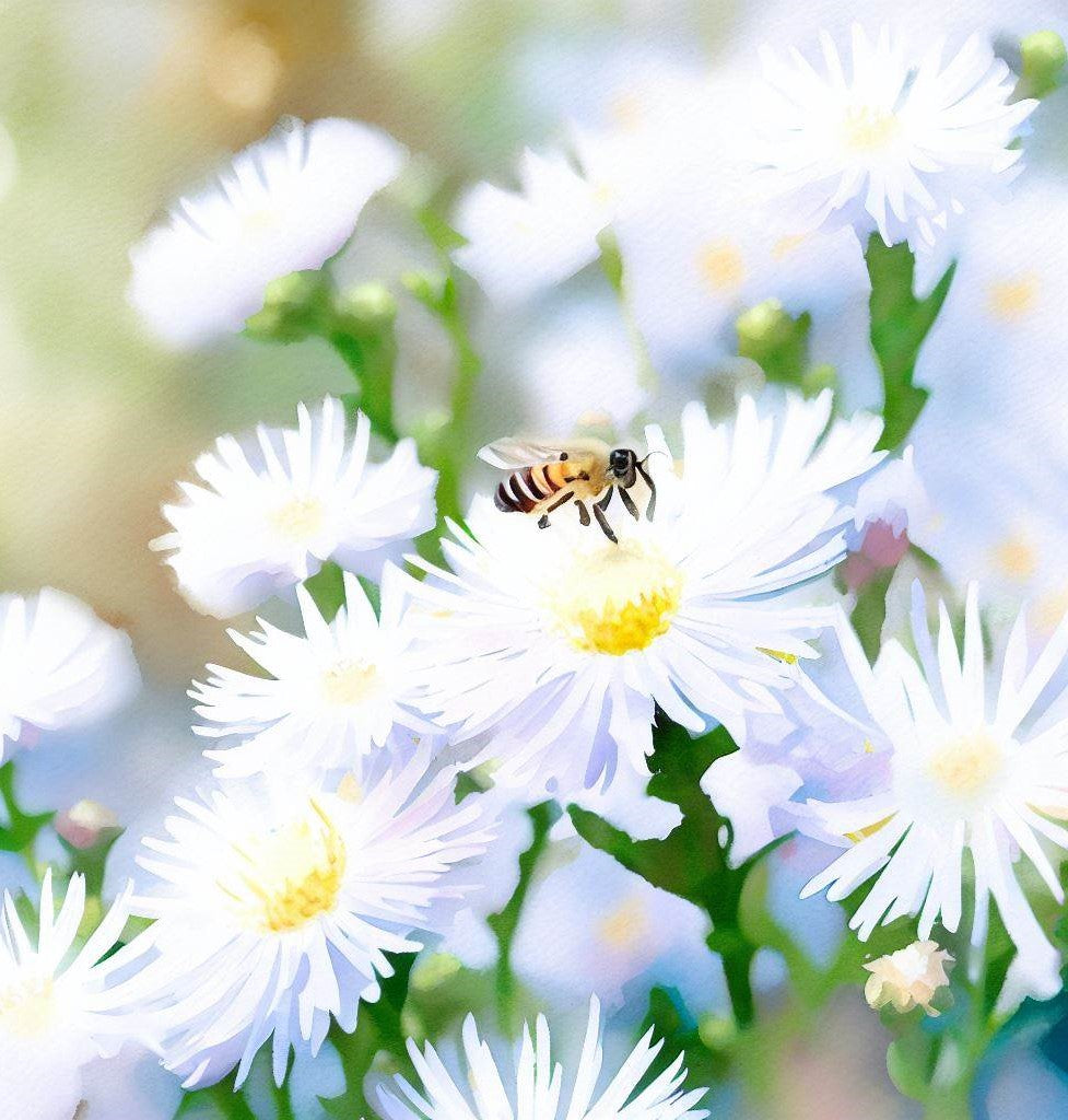 False Aster BOLTONIA asteroides (False Aster) – MySeedsCo
