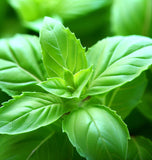 Basil, Amelia (Ocimum basilicum)