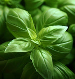 Basil, Amelia (Ocimum basilicum)