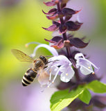 Basil, Amelia (Ocimum basilicum)