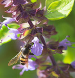 Basil, Amelia (Ocimum basilicum)