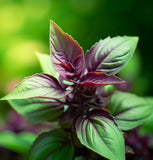 Basil, Cinnamon (Ocimum basilicum)