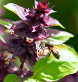 Basil, Cinnamon (Ocimum basilicum)