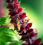 Basil, Cinnamon (Ocimum basilicum)