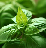 Basil, Genovese (Ocimum basilicum)