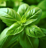 Basil, Genovese (Ocimum basilicum)