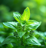 Basil, Genovese (Ocimum basilicum)