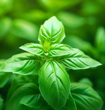 Basil, Genovese (Ocimum basilicum)