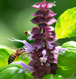 Basil, Genovese (Ocimum basilicum)