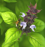 Basil, Genovese (Ocimum basilicum)