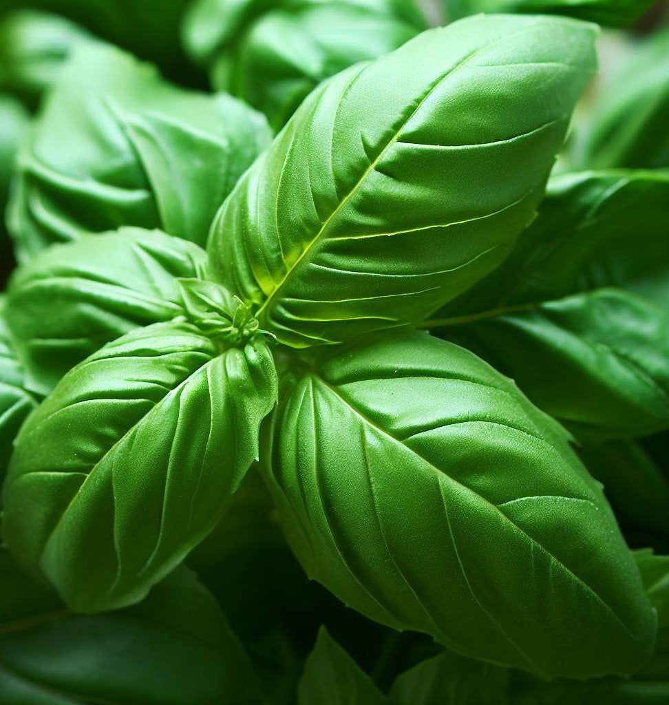 Basil Italian Large Leaf Ocimum Basilicum MySeedsCo basil-italian-large-leaf-ocimum-basilicum-myseedsco