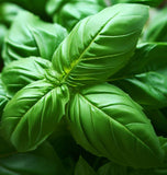 Basil,  Italian Large Leaf (Ocimum basilicum)