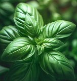 Basil,  Italian Large Leaf (Ocimum basilicum)