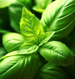 Basil, Lemon (Ocimum basilicum)