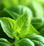 Basil, Lemon (Ocimum basilicum)