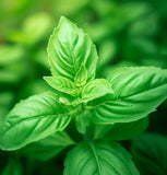 Basil, Lemon (Ocimum basilicum)