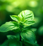 Basil, Lemon (Ocimum basilicum)