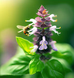 Basil, Lemon (Ocimum basilicum)