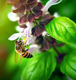 Basil, Lemon (Ocimum basilicum)