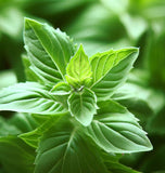 Basil, Licorice (Ocimum basilicum)