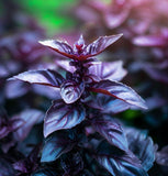 Basil,  Purple Dark Opal (Ocimum basilicum)