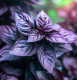 Basil,  Purple Dark Opal (Ocimum basilicum)