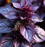 Basil,  Purple Dark Opal (Ocimum basilicum)