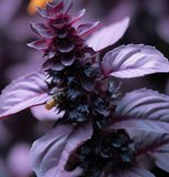 Basil,  Purple Dark Opal (Ocimum basilicum)