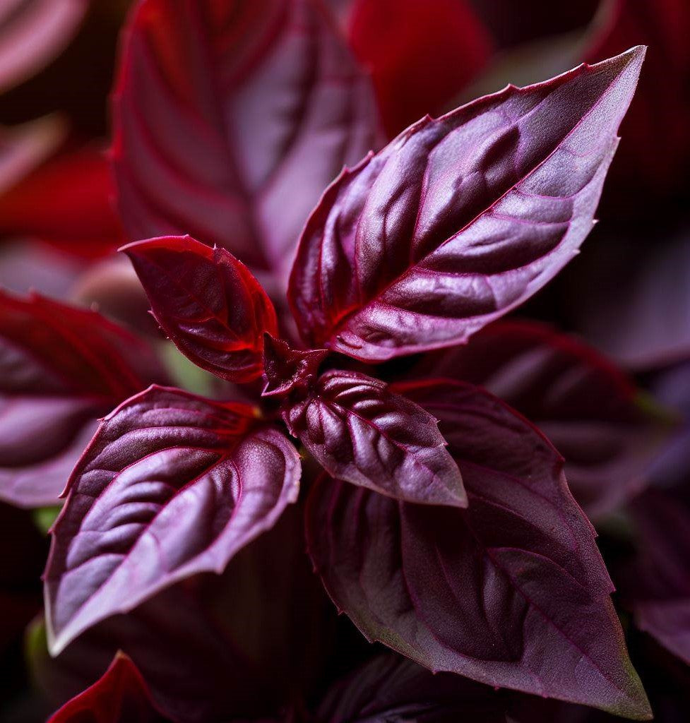 Basil, Red Rubin (Ocimum basilicum) – MySeedsCo