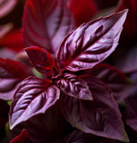 Basil, Red Rubin (Ocimum basilicum)