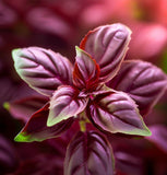 Basil, Red Rubin (Ocimum basilicum)