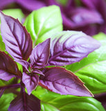 Basil, Siam Queen (Ocimum basilicum)