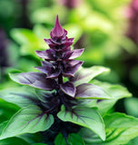 Basil, Siam Queen (Ocimum basilicum)