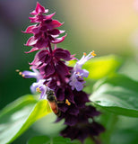 Basil, Siam Queen (Ocimum basilicum)