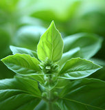 Basil, Thai (Ocimum basilicum)