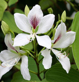 Bauhinia purpurea Alba (White Orchid Tree)