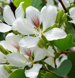 Bauhinia purpurea Alba (White Orchid Tree)