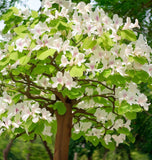 Bauhinia purpurea Alba (White Orchid Tree)